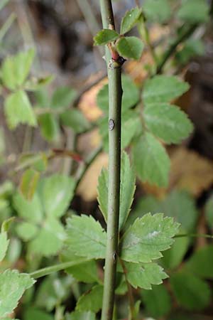 Rosa arvensis \ Kriechende Rose, Feld-Rose / Field Rose, D H&ouml;pfingen 20.5.2023