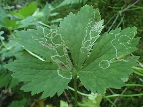 Ranunculus aconitifolius \ Eisenhutbl�ttriger Hahnenfu� / Aconite-Leaved Buttercup, D Eberbach-Gaim&uuml;hle 9.6.2023