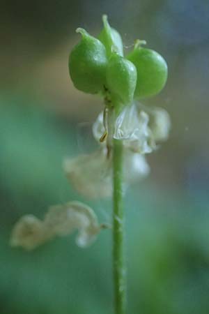 Ranunculus aconitifolius \ Eisenhutbl�ttriger Hahnenfu� / Aconite-Leaved Buttercup, D Eberbach-Gaim&uuml;hle 9.6.2023