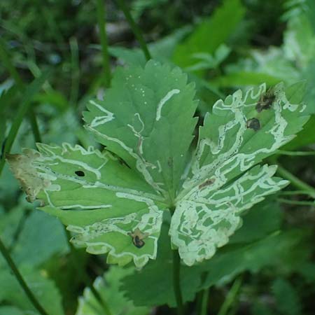 Ranunculus aconitifolius \ Eisenhutbl�ttriger Hahnenfu� / Aconite-Leaved Buttercup, D Eberbach-Gaim&uuml;hle 9.6.2023