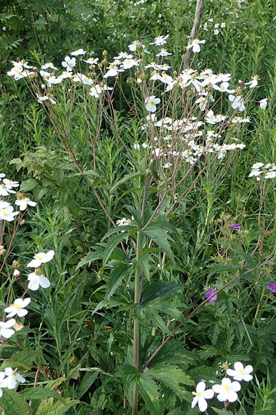 Ranunculus aconitifolius \ Eisenhutbl�ttriger Hahnenfu� / Aconite-Leaved Buttercup, D Rh&ouml;n, Heidelstein 20.6.2023