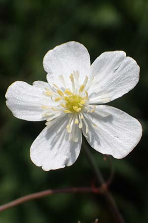 Ranunculus aconitifolius \ Eisenhutbl�ttriger Hahnenfu� / Aconite-Leaved Buttercup, D Rh&ouml;n, Heidelstein 20.6.2023