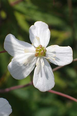 Ranunculus aconitifolius \ Eisenhutbl�ttriger Hahnenfu� / Aconite-Leaved Buttercup, D Rh&ouml;n, Heidelstein 20.6.2023