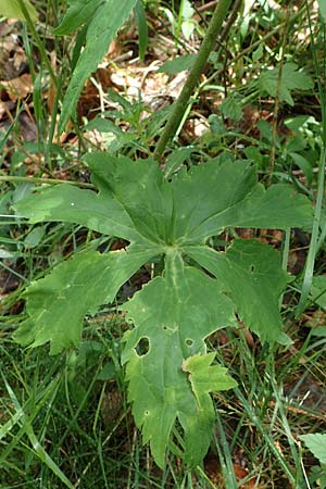 Ranunculus aconitifolius \ Eisenhutbl�ttriger Hahnenfu� / Aconite-Leaved Buttercup, D Rh&ouml;n, Heidelstein 20.6.2023