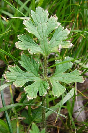 Ranunculus bulbosus \ Knolliger Hahnenfu� / Bulbous Buttercup, D Odenwald, Zotzenbach 2.5.2015