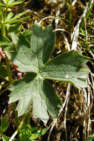 Ranunculus breyninus \ Gebirgs-Hahnenfu� / Buttercup, D Trochtelfingen 2.6.2015