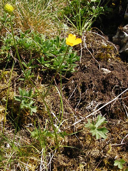 Ranunculus breyninus \ Gebirgs-Hahnenfu� / Buttercup, D Trochtelfingen 2.6.2015