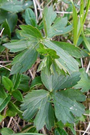 Ranunculus breyninus \ Gebirgs-Hahnenfu� / Buttercup, D Trochtelfingen 2.6.2015