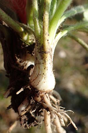 Ranunculus bulbosus \ Knolliger Hahnenfu� / Bulbous Buttercup, D &Ouml;stringen-Eichelberg 18.3.2016