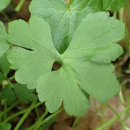 Ranunculus bonnensis \ Bonner Gold-Hahnenfu� / Bonn Goldilocks, D Bonn 23.4.2017