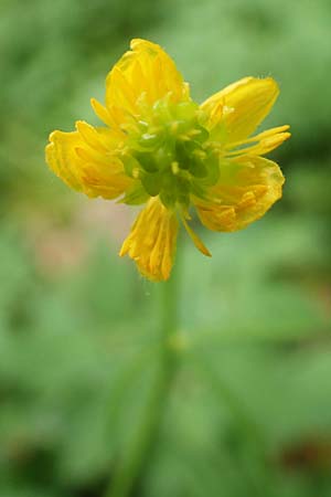 Ranunculus bonnensis \ Bonner Gold-Hahnenfu� / Bonn Goldilocks, D Bonn 23.4.2017