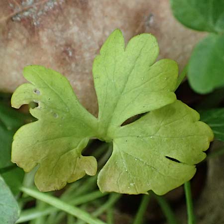 Ranunculus bonnensis \ Bonner Gold-Hahnenfu� / Bonn Goldilocks, D Bonn 23.4.2017
