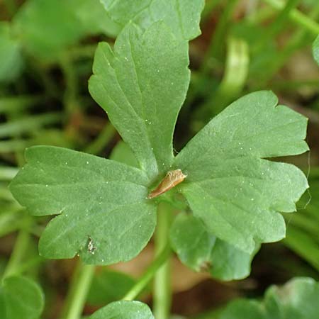 Ranunculus bonnensis \ Bonner Gold-Hahnenfu� / Bonn Goldilocks, D Bonn 23.4.2017