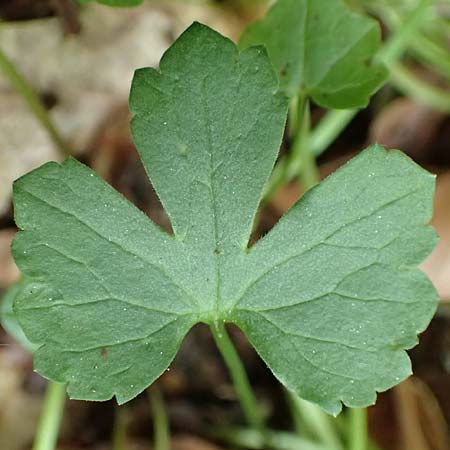 Ranunculus bonnensis \ Bonner Gold-Hahnenfu� / Bonn Goldilocks, D Bonn 23.4.2017