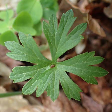 Ranunculus bonnensis \ Bonner Gold-Hahnenfu� / Bonn Goldilocks, D Bonn 23.4.2017