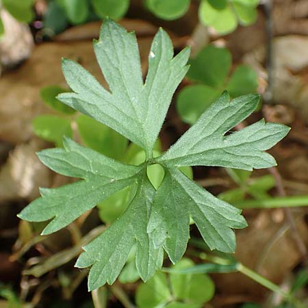 Ranunculus bonnensis \ Bonner Gold-Hahnenfu� / Bonn Goldilocks, D Bonn 23.4.2017