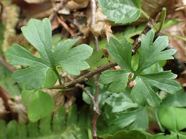 Ranunculus bonnensis \ Bonner Gold-Hahnenfu� / Bonn Goldilocks, D Bonn 23.4.2017