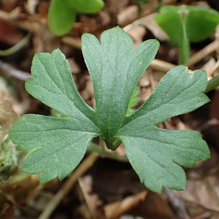 Ranunculus bonnensis \ Bonner Gold-Hahnenfu� / Bonn Goldilocks, D Bonn 23.4.2017