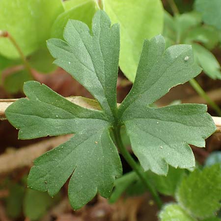 Ranunculus bonnensis \ Bonner Gold-Hahnenfu� / Bonn Goldilocks, D Bonn 23.4.2017