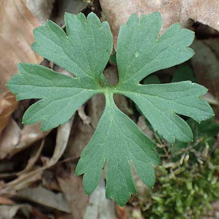 Ranunculus bonnensis \ Bonner Gold-Hahnenfu� / Bonn Goldilocks, D Bonn 23.4.2017