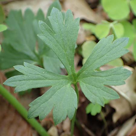 Ranunculus bonnensis \ Bonner Gold-Hahnenfu� / Bonn Goldilocks, D Bonn 23.4.2017