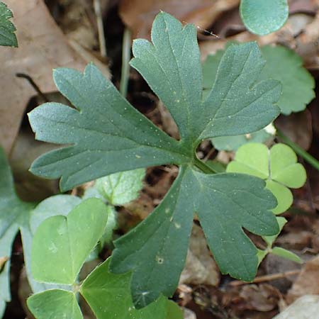 Ranunculus bonnensis \ Bonner Gold-Hahnenfu� / Bonn Goldilocks, D Bonn 23.4.2017