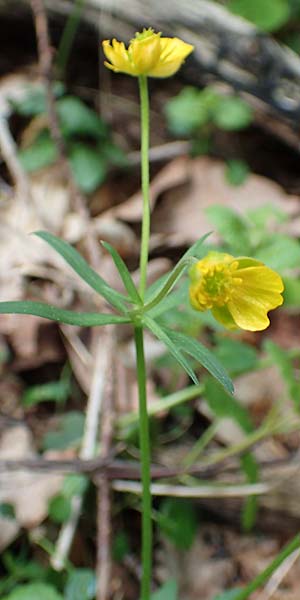 Ranunculus bonnensis \ Bonner Gold-Hahnenfu� / Bonn Goldilocks, D Bonn 23.4.2017