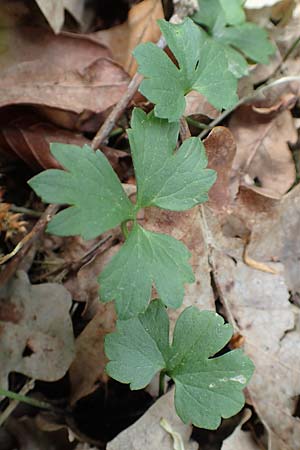 Ranunculus bonnensis \ Bonner Gold-Hahnenfu� / Bonn Goldilocks, D Bonn 23.4.2017