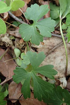 Ranunculus bonnensis \ Bonner Gold-Hahnenfu� / Bonn Goldilocks, D Bonn 23.4.2017