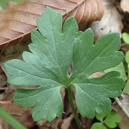Ranunculus bonnensis \ Bonner Gold-Hahnenfu� / Bonn Goldilocks, D Bonn 23.4.2017