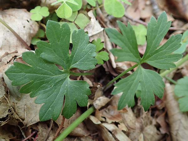 Ranunculus bonnensis \ Bonner Gold-Hahnenfu� / Bonn Goldilocks, D Bonn 23.4.2017
