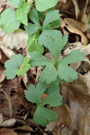 Ranunculus bonnensis \ Bonner Gold-Hahnenfu� / Bonn Goldilocks, D Bonn 23.4.2017