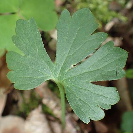 Ranunculus bonnensis \ Bonner Gold-Hahnenfu� / Bonn Goldilocks, D Bonn 23.4.2017