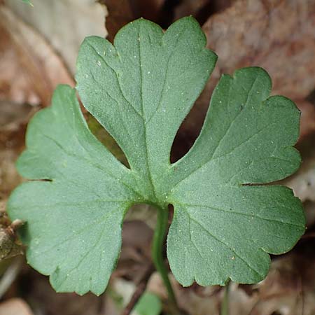 Ranunculus bonnensis \ Bonner Gold-Hahnenfu� / Bonn Goldilocks, D Bonn 23.4.2017