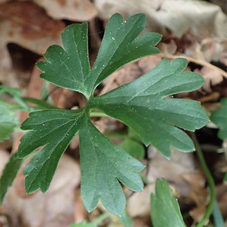Ranunculus bonnensis \ Bonner Gold-Hahnenfu� / Bonn Goldilocks, D Bonn 23.4.2017