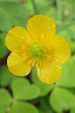 Ranunculus bonnensis \ Bonner Gold-Hahnenfu� / Bonn Goldilocks, D Bonn 23.4.2017