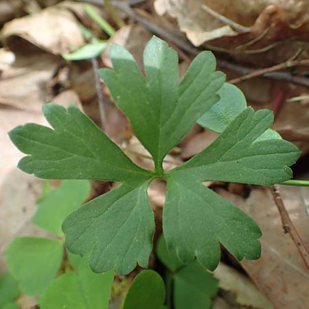 Ranunculus bonnensis \ Bonner Gold-Hahnenfu� / Bonn Goldilocks, D Bonn 23.4.2017