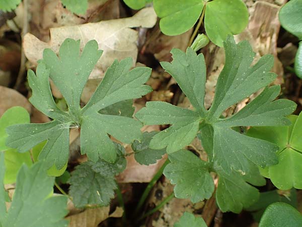 Ranunculus bonnensis \ Bonner Gold-Hahnenfu� / Bonn Goldilocks, D Bonn 23.4.2017