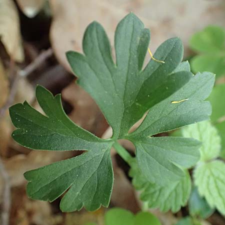 Ranunculus bonnensis \ Bonner Gold-Hahnenfu� / Bonn Goldilocks, D Bonn 23.4.2017
