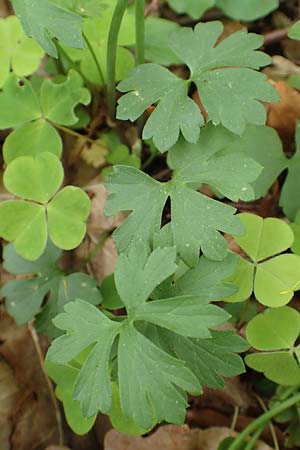 Ranunculus bonnensis \ Bonner Gold-Hahnenfu� / Bonn Goldilocks, D Bonn 23.4.2017