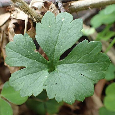 Ranunculus bonnensis \ Bonner Gold-Hahnenfu� / Bonn Goldilocks, D Bonn 23.4.2017