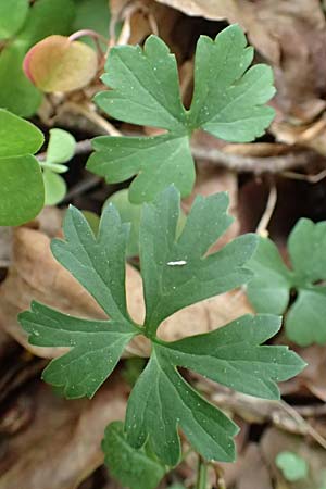 Ranunculus bonnensis \ Bonner Gold-Hahnenfu� / Bonn Goldilocks, D Bonn 23.4.2017