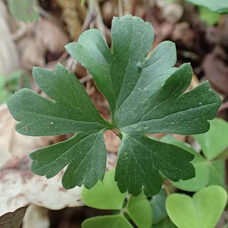 Ranunculus bonnensis \ Bonner Gold-Hahnenfu� / Bonn Goldilocks, D Bonn 23.4.2017