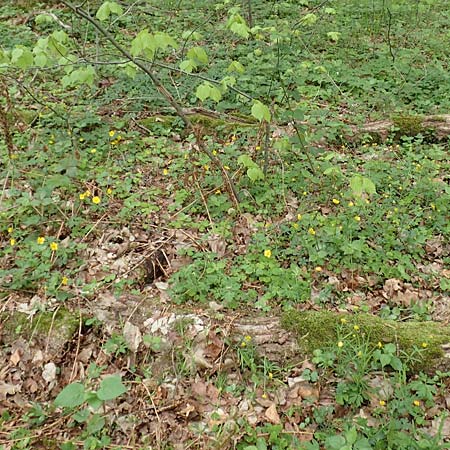 Ranunculus bonnensis \ Bonner Gold-Hahnenfu� / Bonn Goldilocks, D Bonn 23.4.2017
