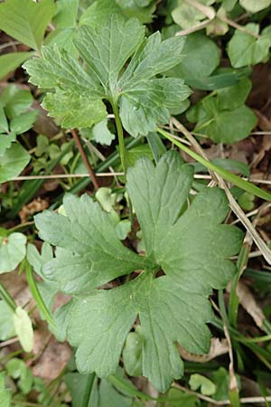 Ranunculus bonnensis \ Bonner Gold-Hahnenfu� / Bonn Goldilocks, D Bonn 23.4.2017