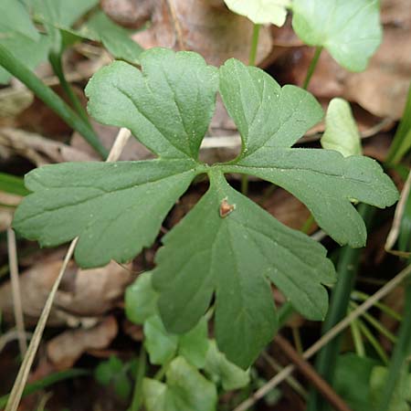 Ranunculus bonnensis \ Bonner Gold-Hahnenfu� / Bonn Goldilocks, D Bonn 23.4.2017