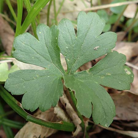 Ranunculus bonnensis \ Bonner Gold-Hahnenfu� / Bonn Goldilocks, D Bonn 23.4.2017