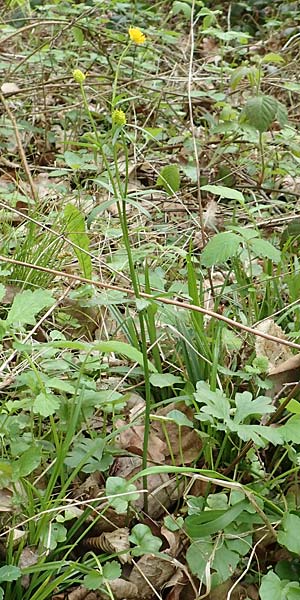 Ranunculus bonnensis \ Bonner Gold-Hahnenfu� / Bonn Goldilocks, D Bonn 23.4.2017