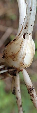 Ranunculus bulbosus \ Knolliger Hahnenfu� / Bulbous Buttercup, D Hardheim-Schweinberg 20.5.2017