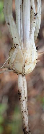 Ranunculus bulbosus \ Knolliger Hahnenfu� / Bulbous Buttercup, D Hardheim-Schweinberg 20.5.2017